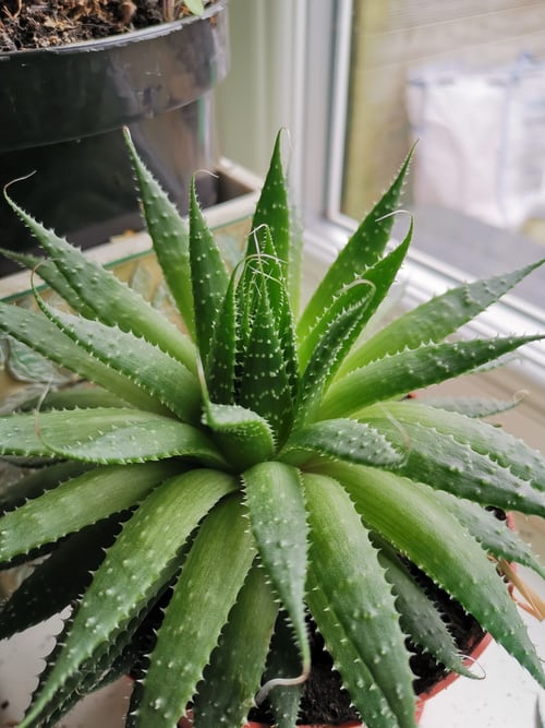 Aloe vera gel for acne