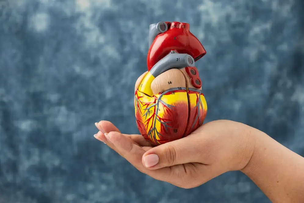 10 Tips For Optimal Heart Health