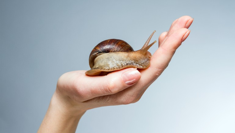 Is Snail Mucin Good For The Skin?