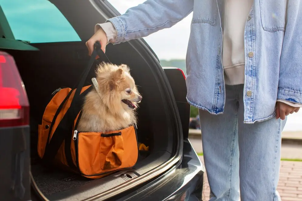 Pet-Friendly Travel