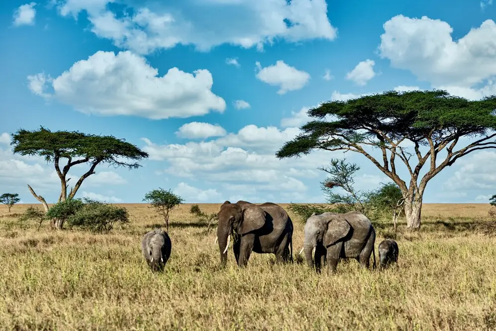 13 Best Things to Do in Africa